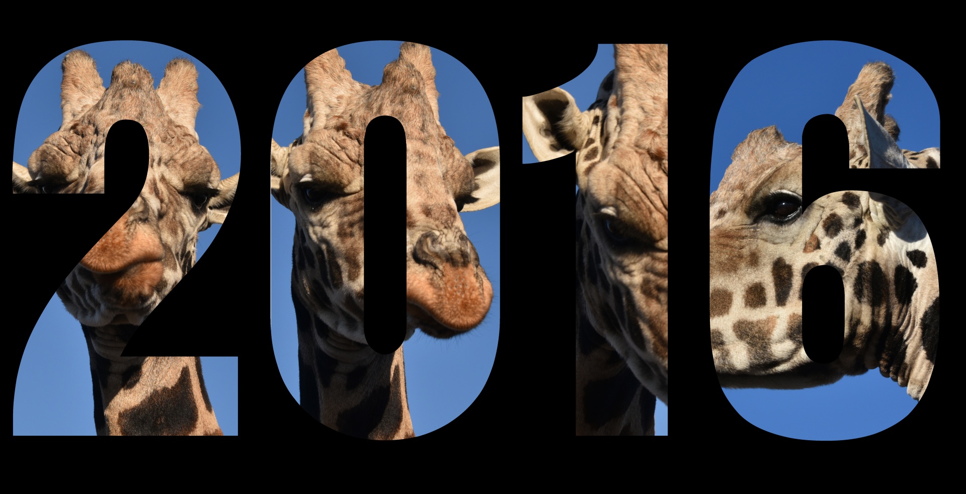 2016 calendar giraffe free photo