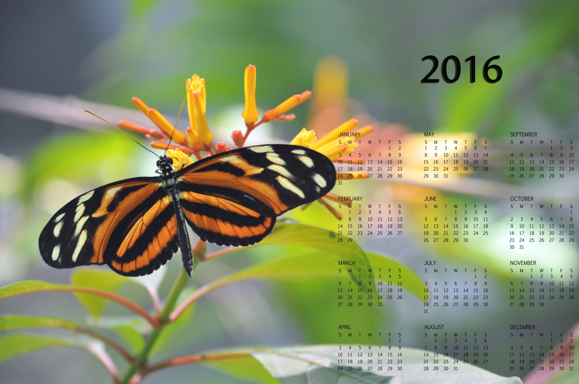 2016 2016 calendar annual calendar free photo