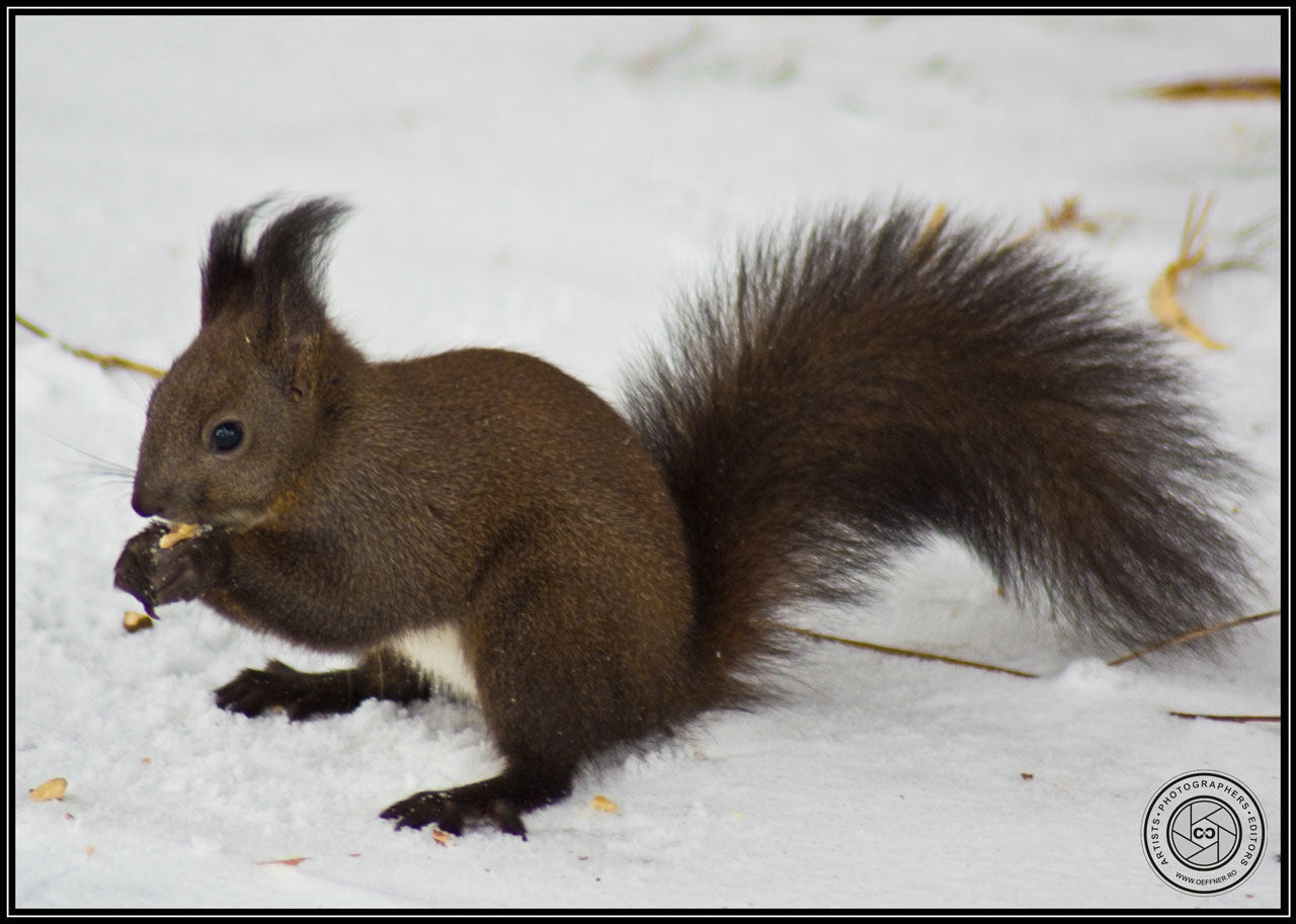 animals squirrel food free photo