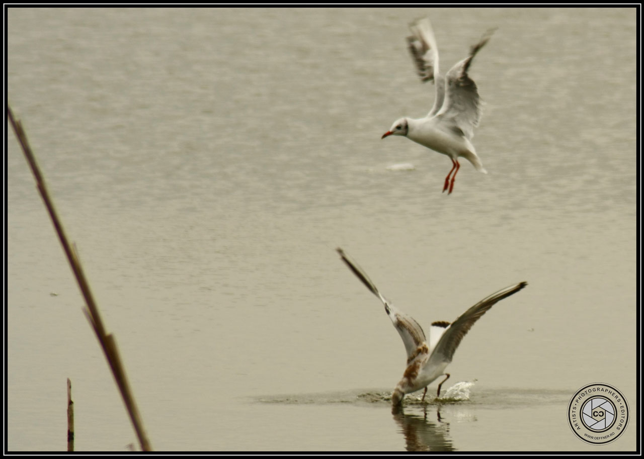 water lake birds free photo