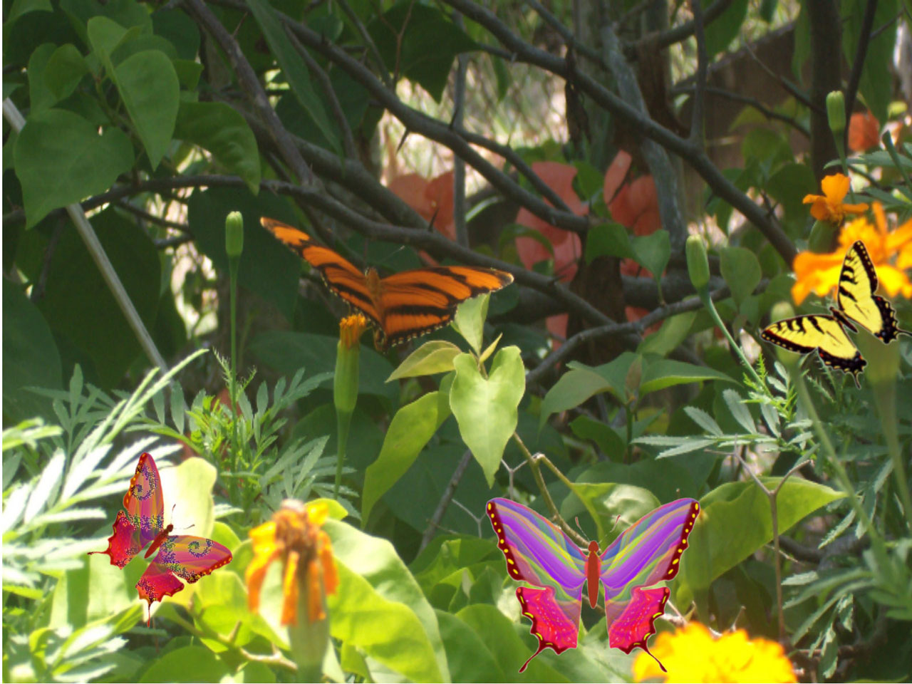 butterfly leaves tree free photo