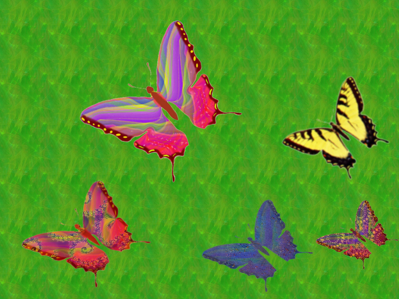 variety butterfly nature free photo