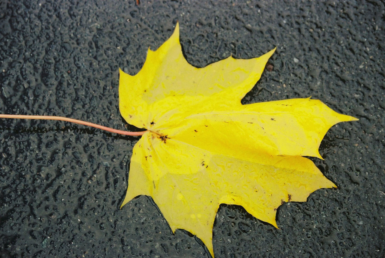 leaf rain wet free photo
