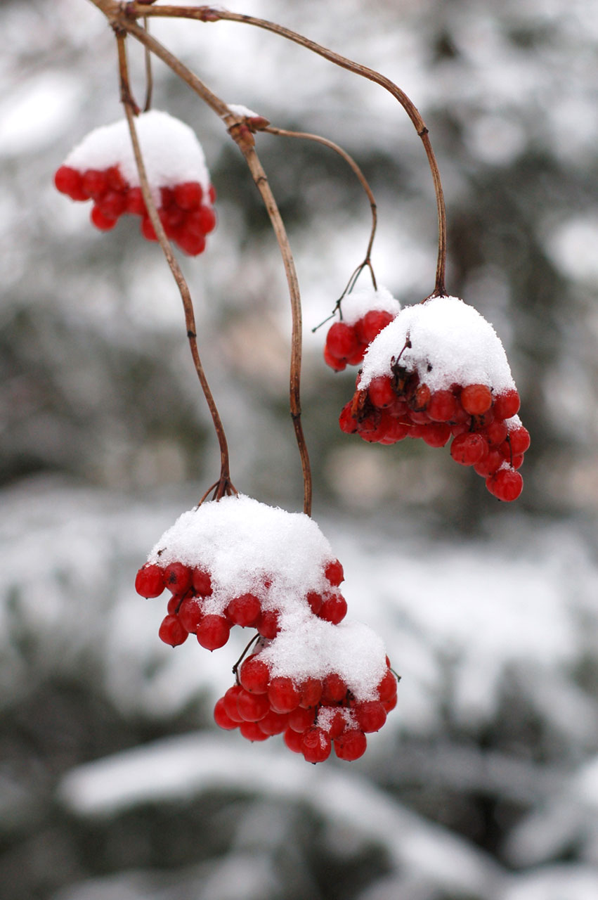 red berries winter free photo