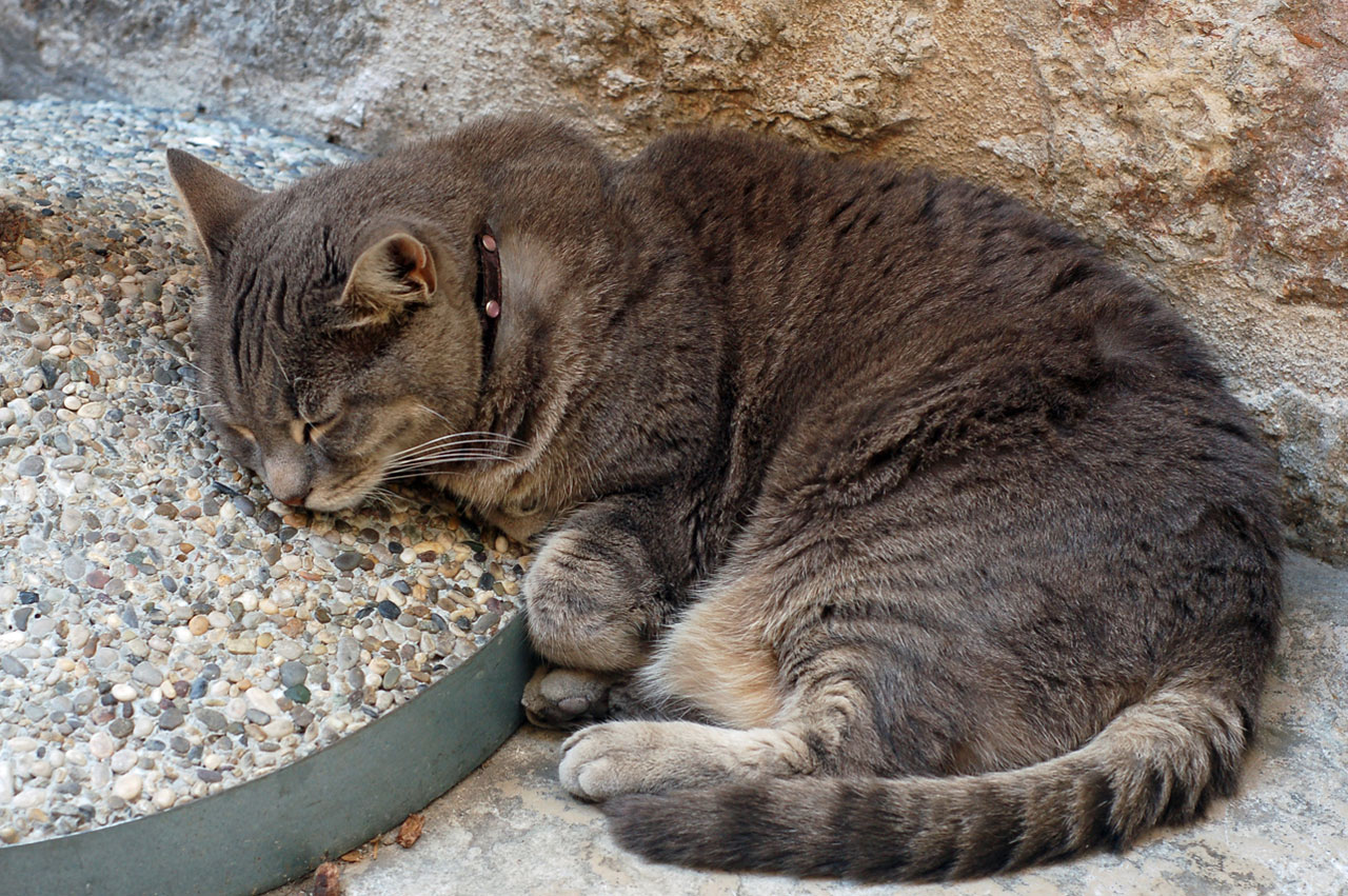 grey tabby cat free photo