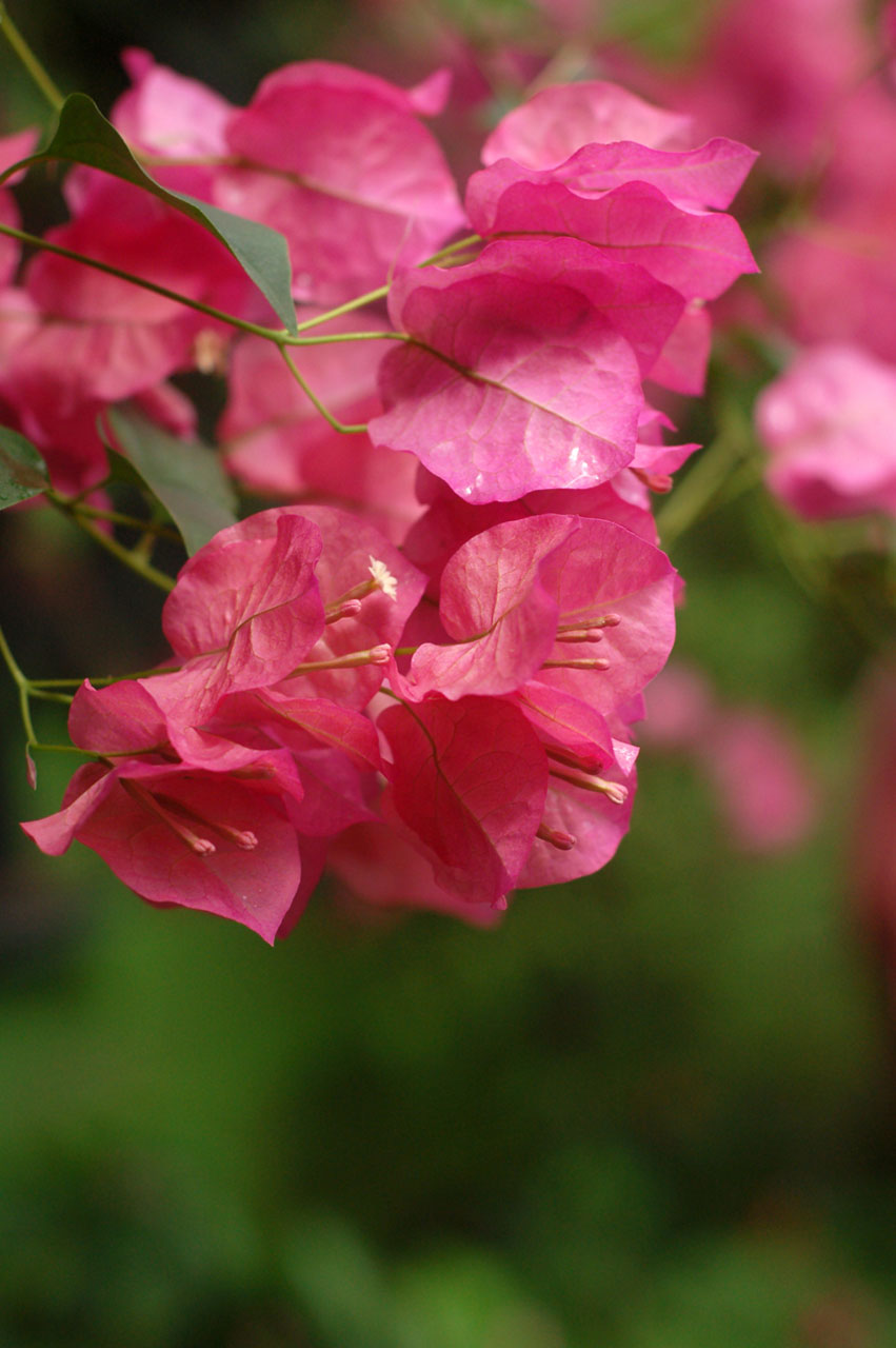 pink flowers bouganvilla free photo