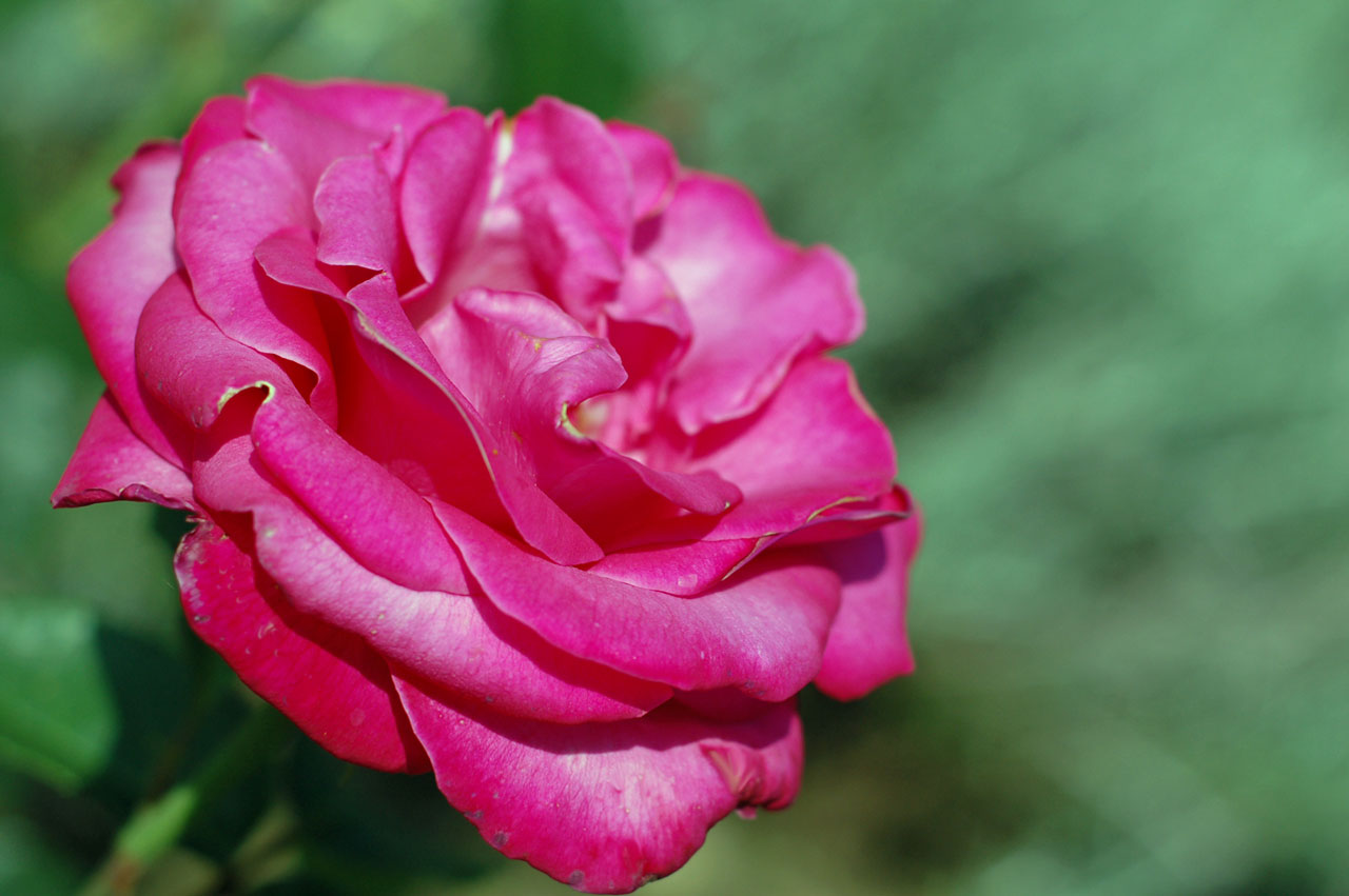 rose pink single free photo