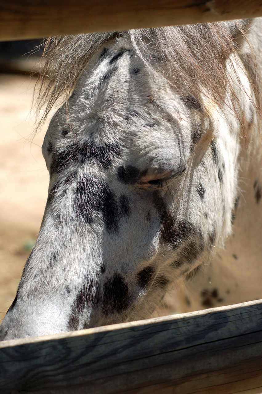 horse animal black free photo