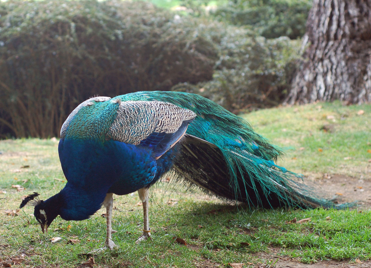 peacock bird garden free photo