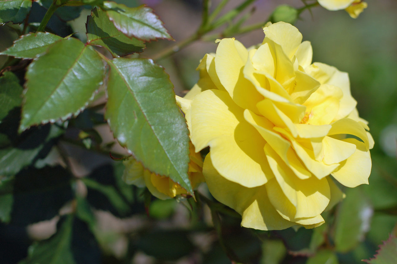 Роза желтая Лагуна