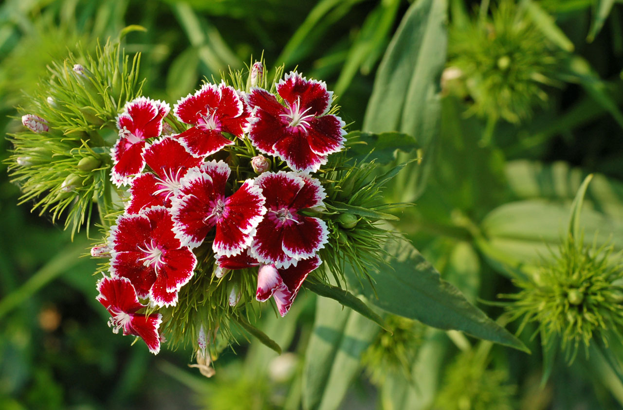 flower carnation wild free photo