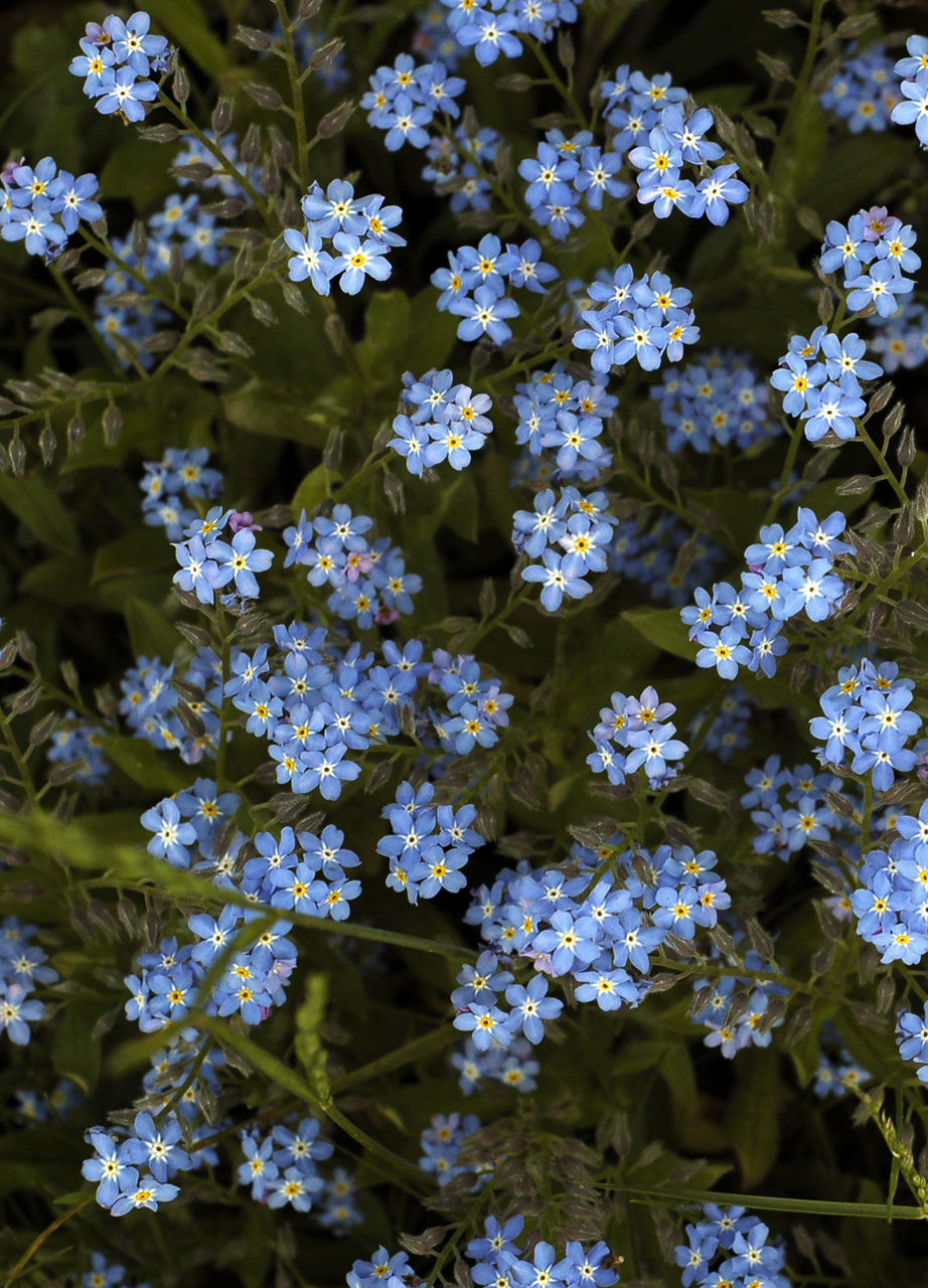 flowers blue forget-me-not free photo