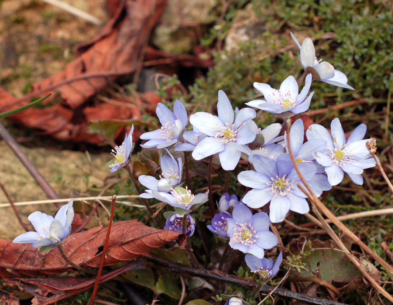 blue flowers plants free photo