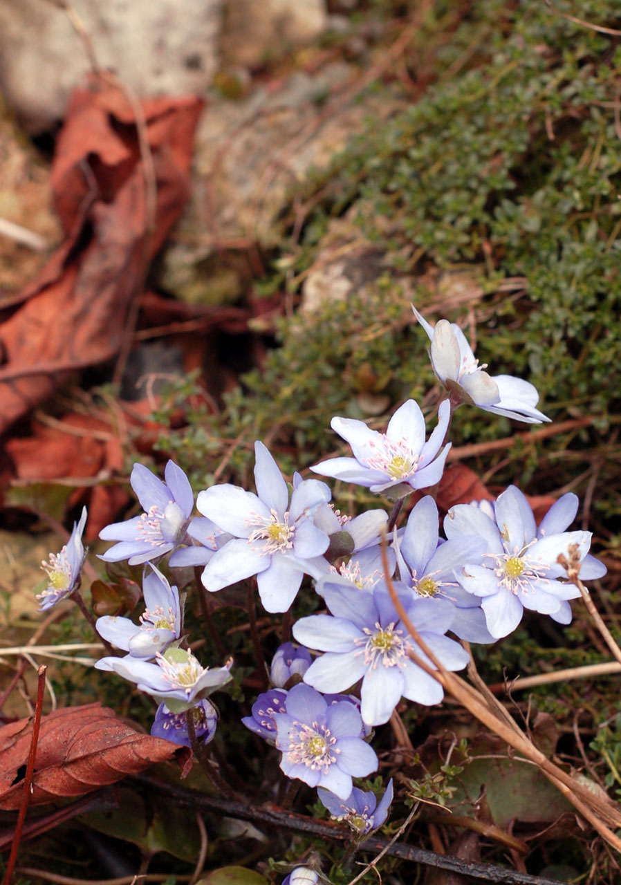 blue flowers plants free photo