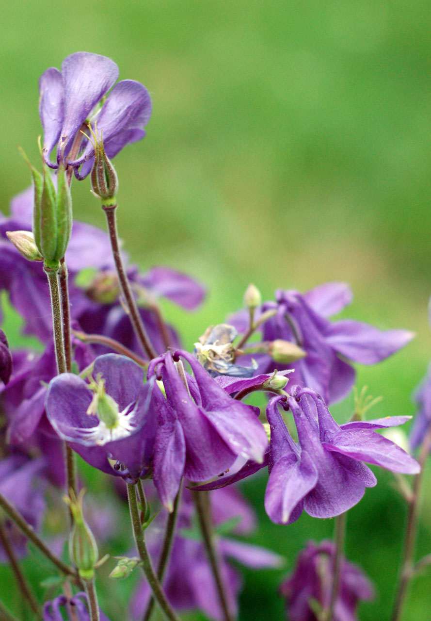 flowers purple summer free photo