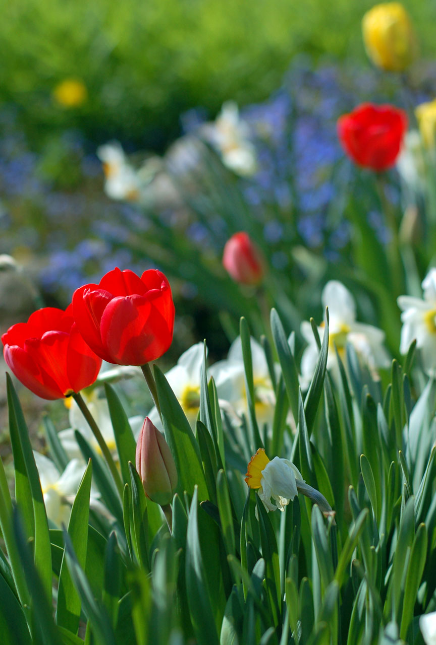 garden flowers tulips free photo