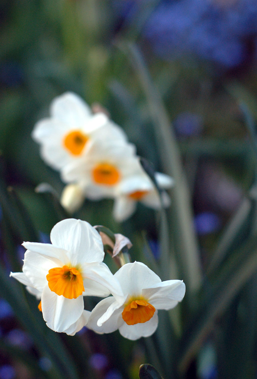 flowers white daffodils free photo