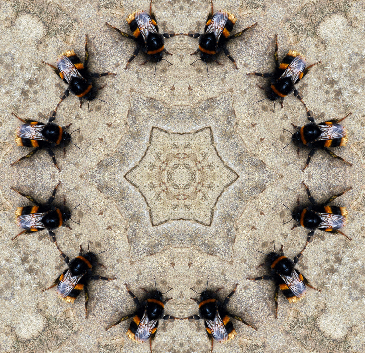 insects bumblebee kaleidoscope free photo