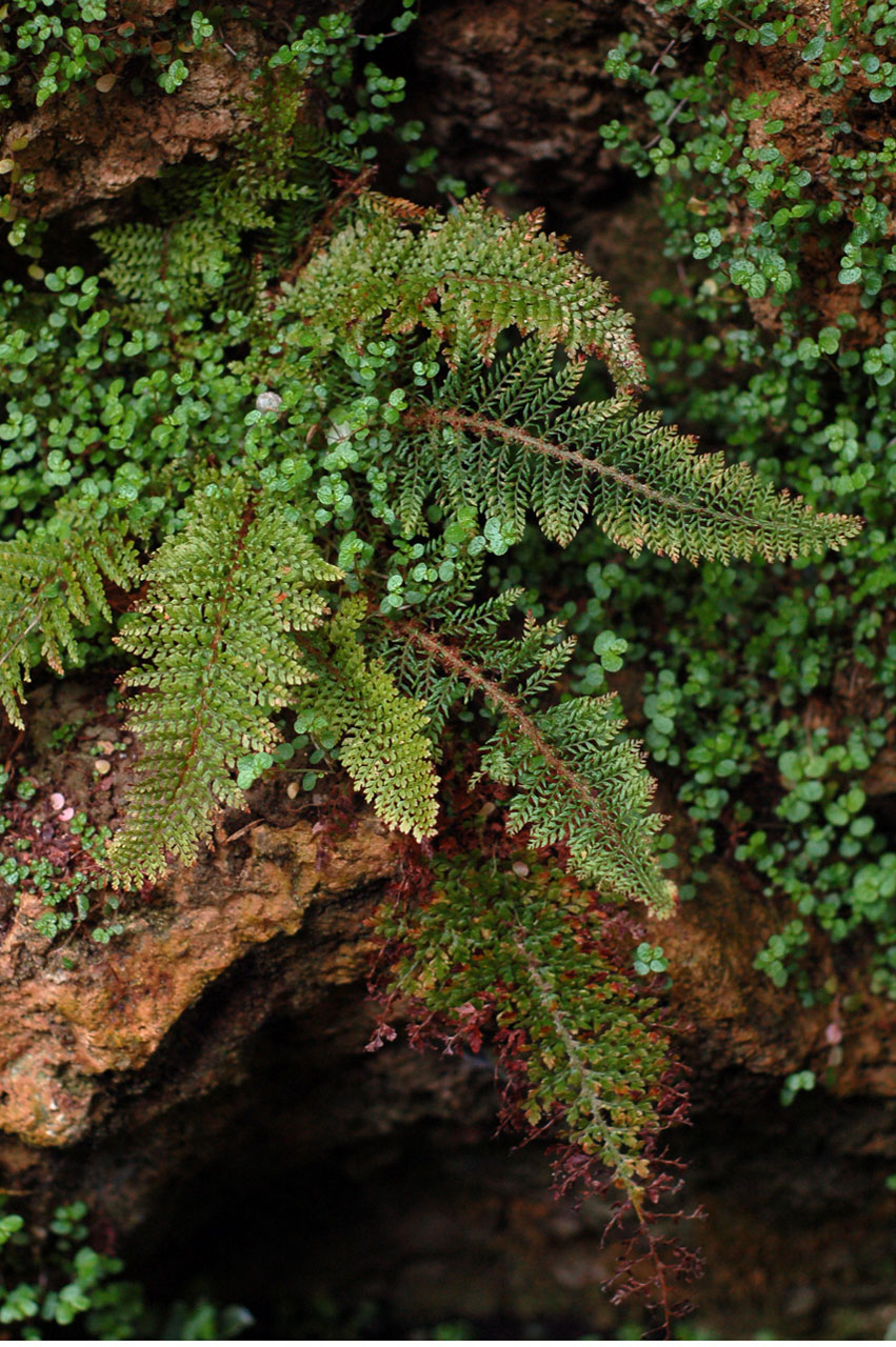 fern plant leaves free photo