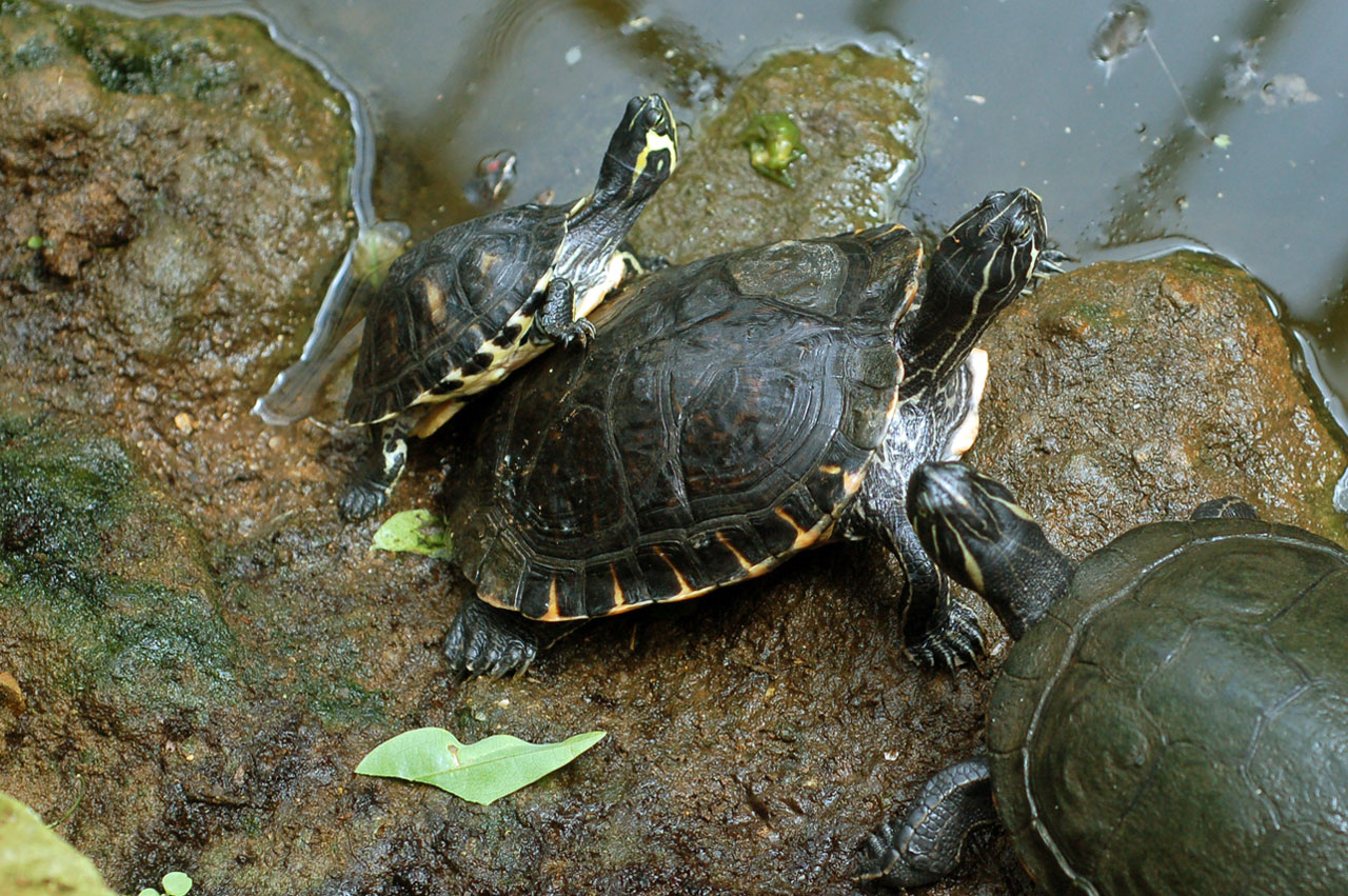animals turtle pond free photo