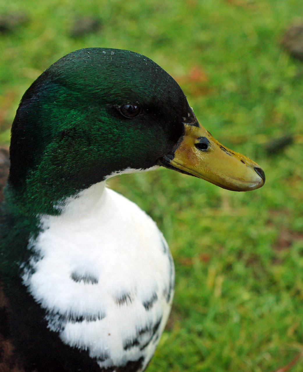 bird duck rainy free photo