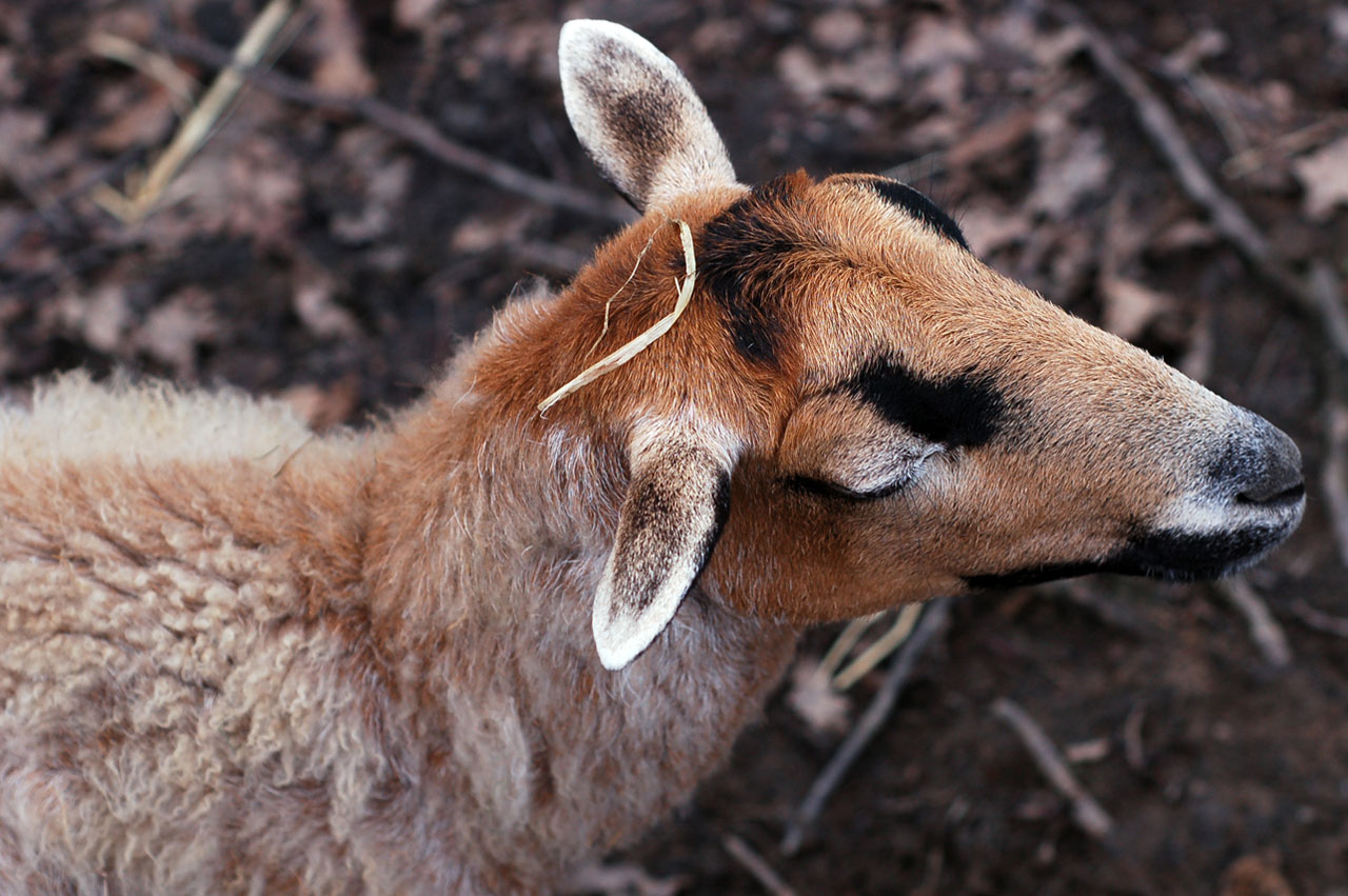 animal farm zoo free photo