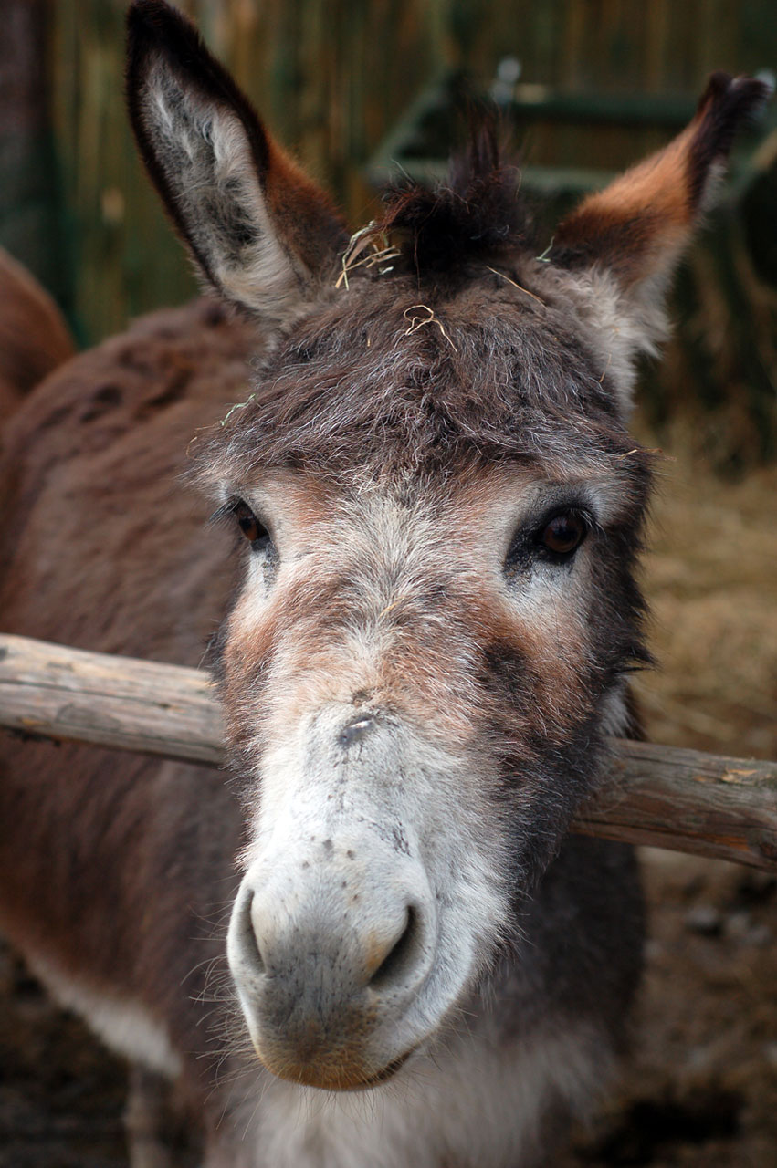 animal farm donkey free photo