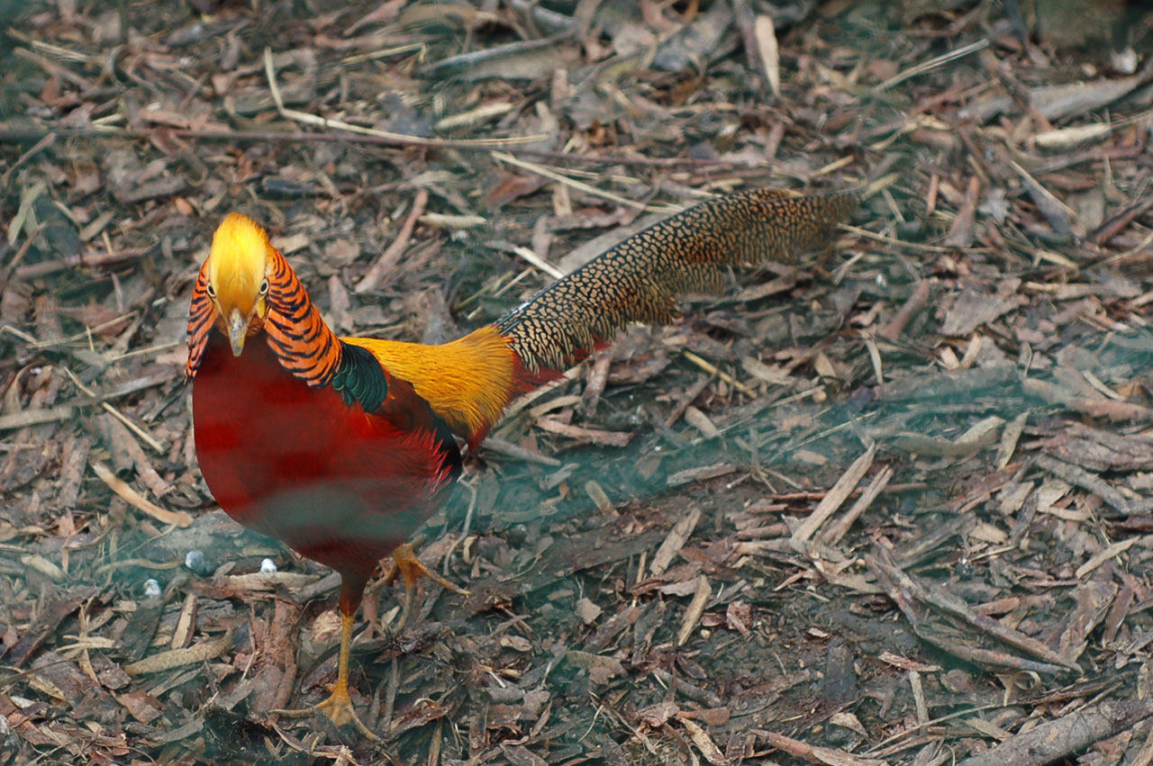 bird pheasant colour free photo