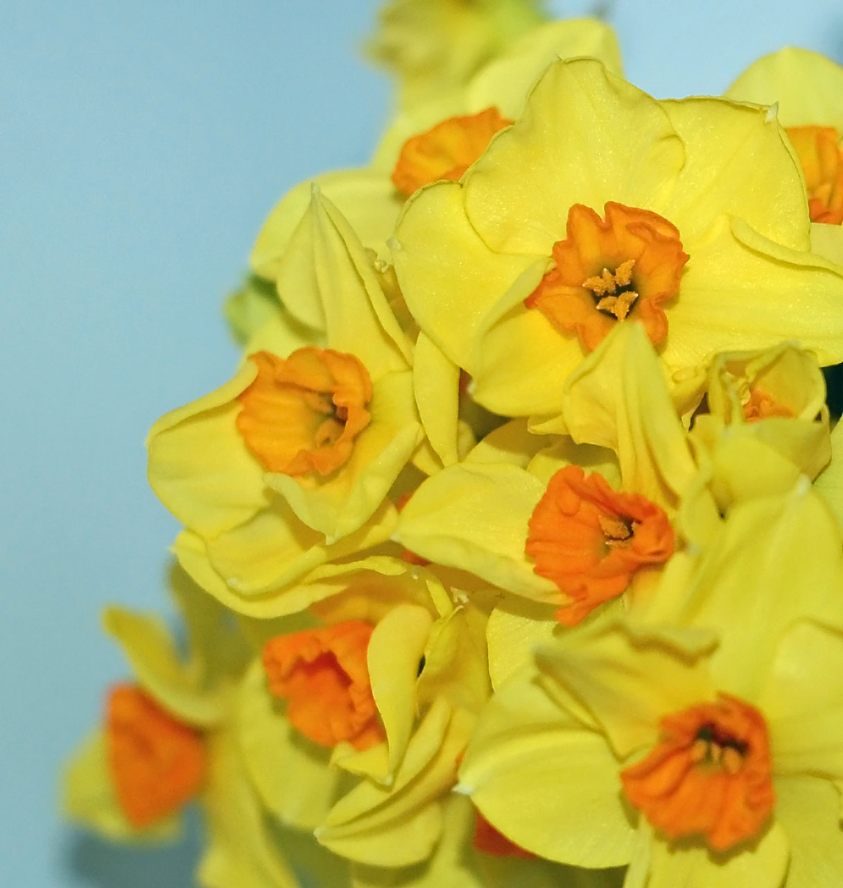 flowers yellow daffodil free photo