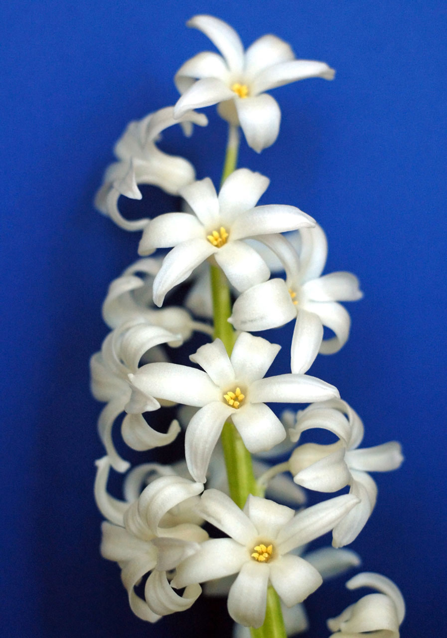 flower hyacinth cream free photo
