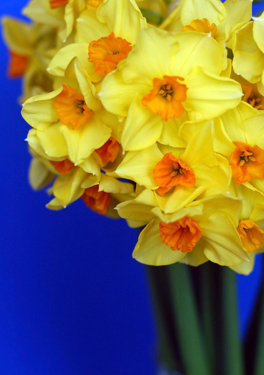 flowers yellow daffodil free photo