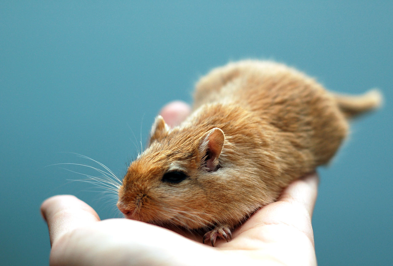 animal rodent gerbil free photo