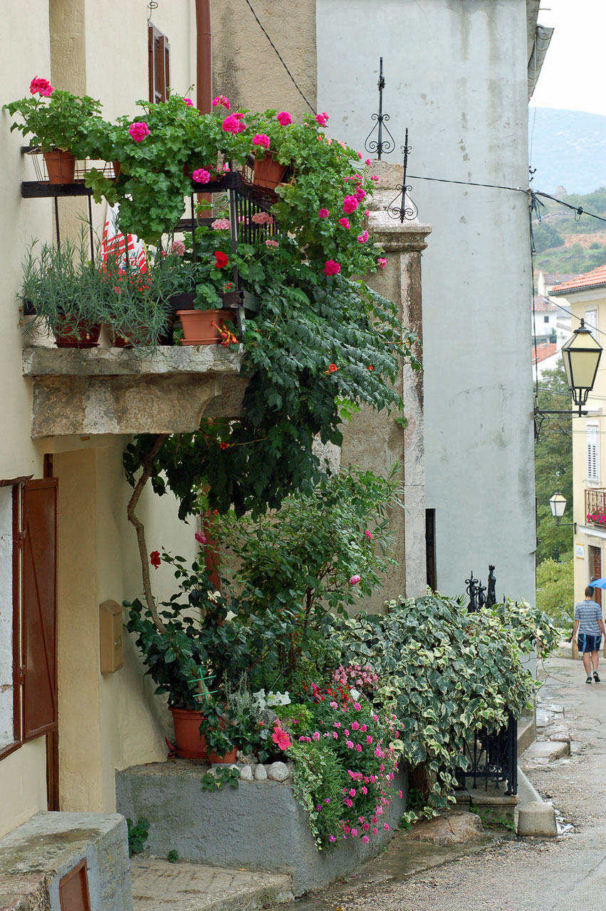 flowers pots plants free photo