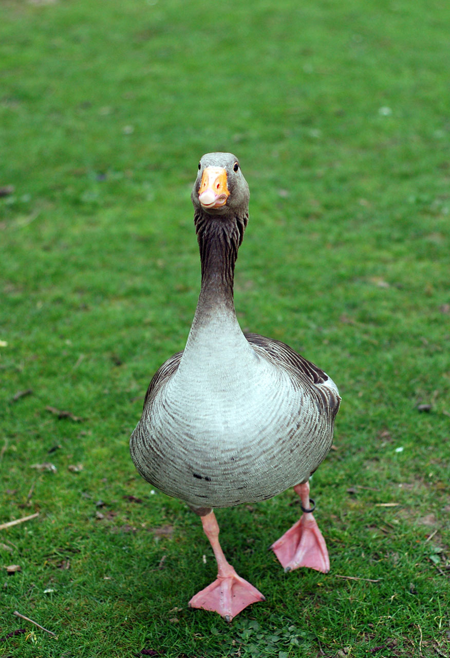 bird goose grass free photo