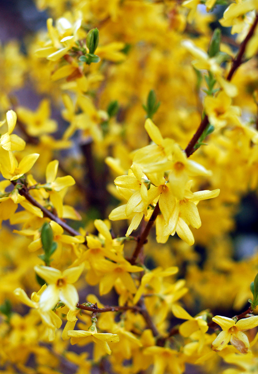 spring yellow flowers free photo