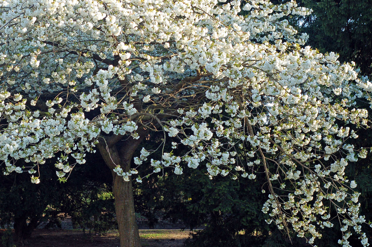 tree cherry flowers free photo