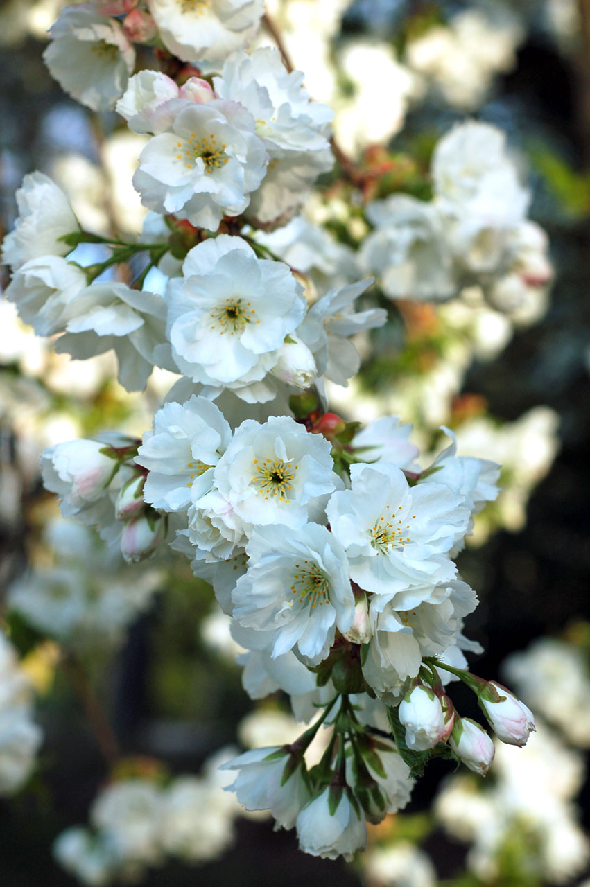 tree cherry flowers free photo