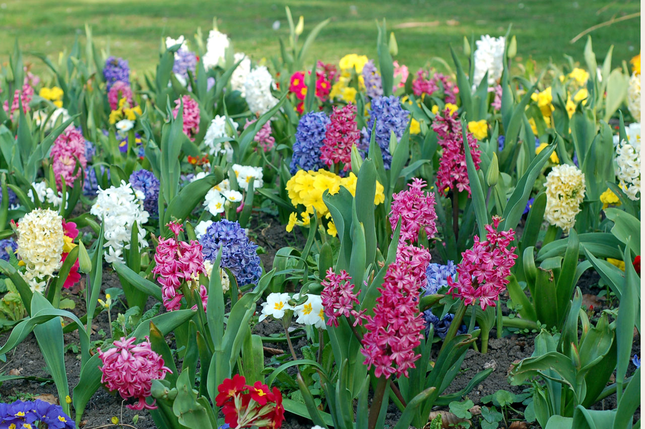 flowers spring multi-coloured free photo