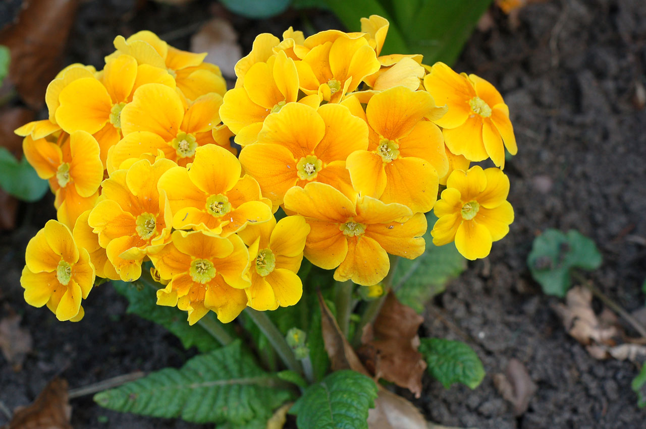 flower primrose orange free photo