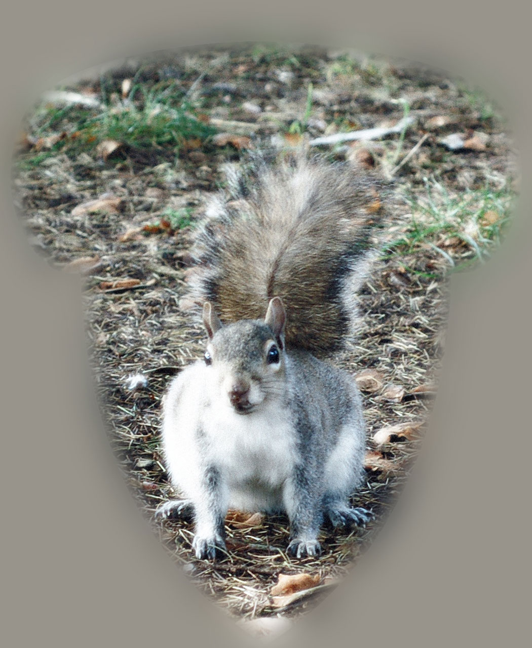 animal squirrel fluffy free photo