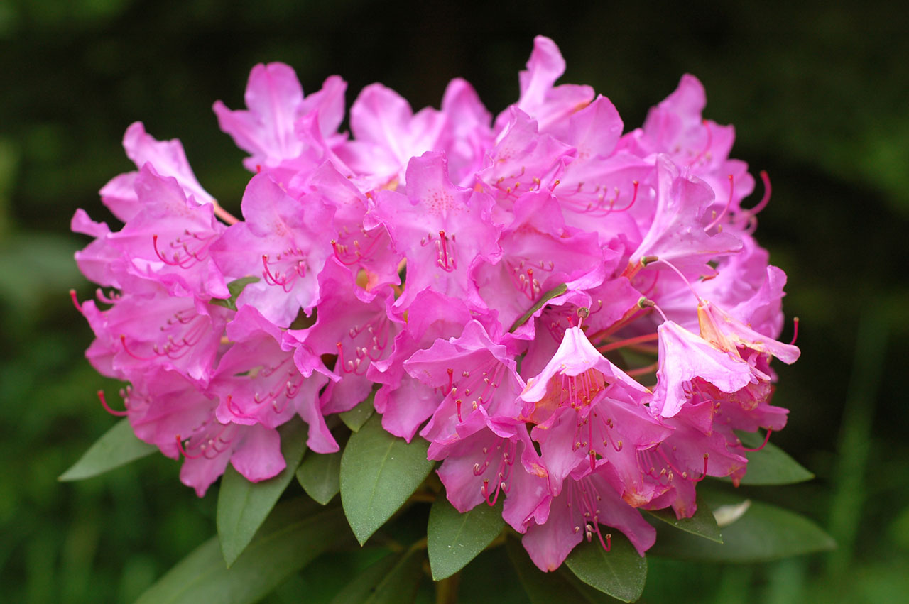 flower rhododendron pink free photo