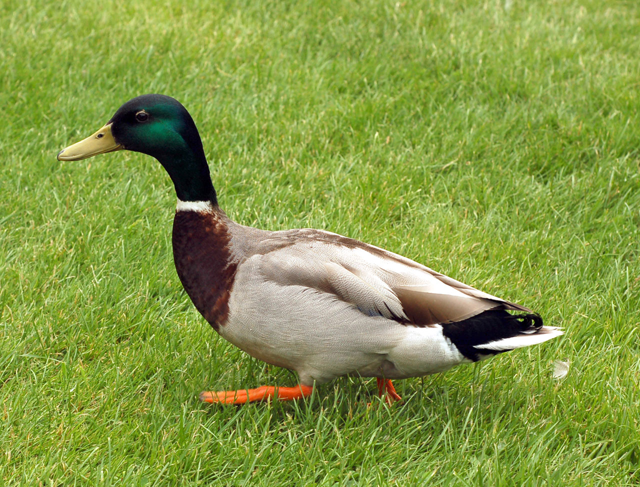 duck bird mallard free photo