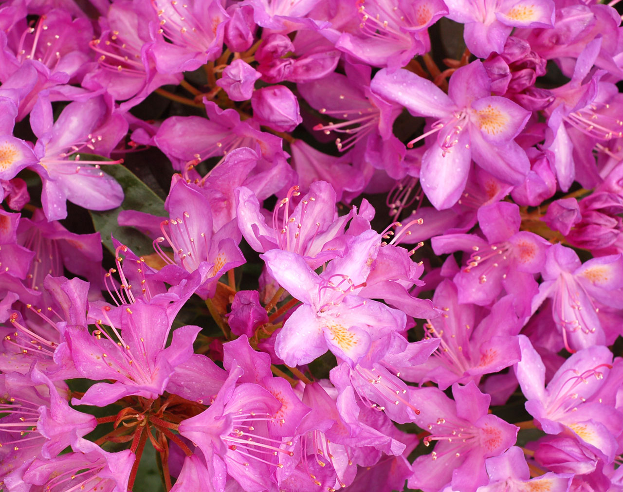 flower rhododendron pink free photo