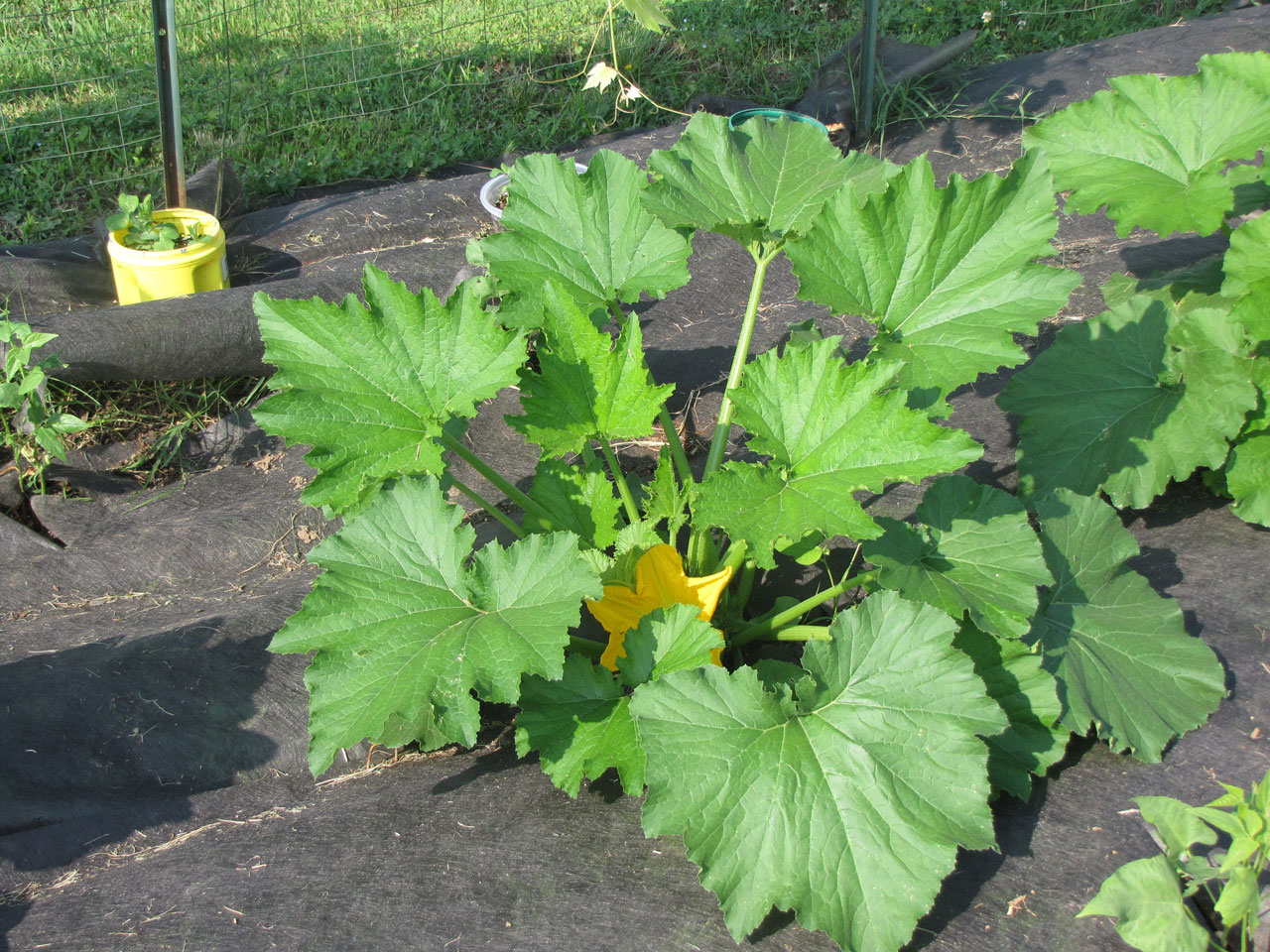 vegetable garden plants free photo