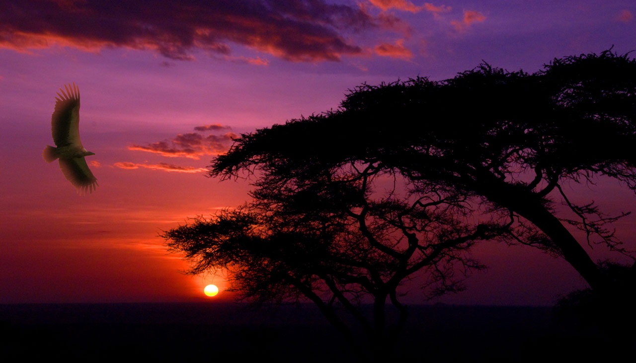 sunset bird africa free photo