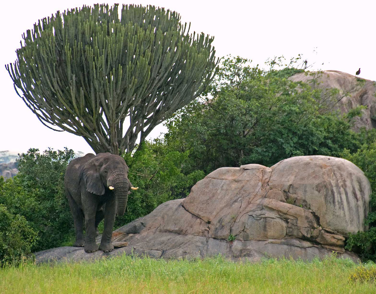 serengeti elephant candelabra tree free photo