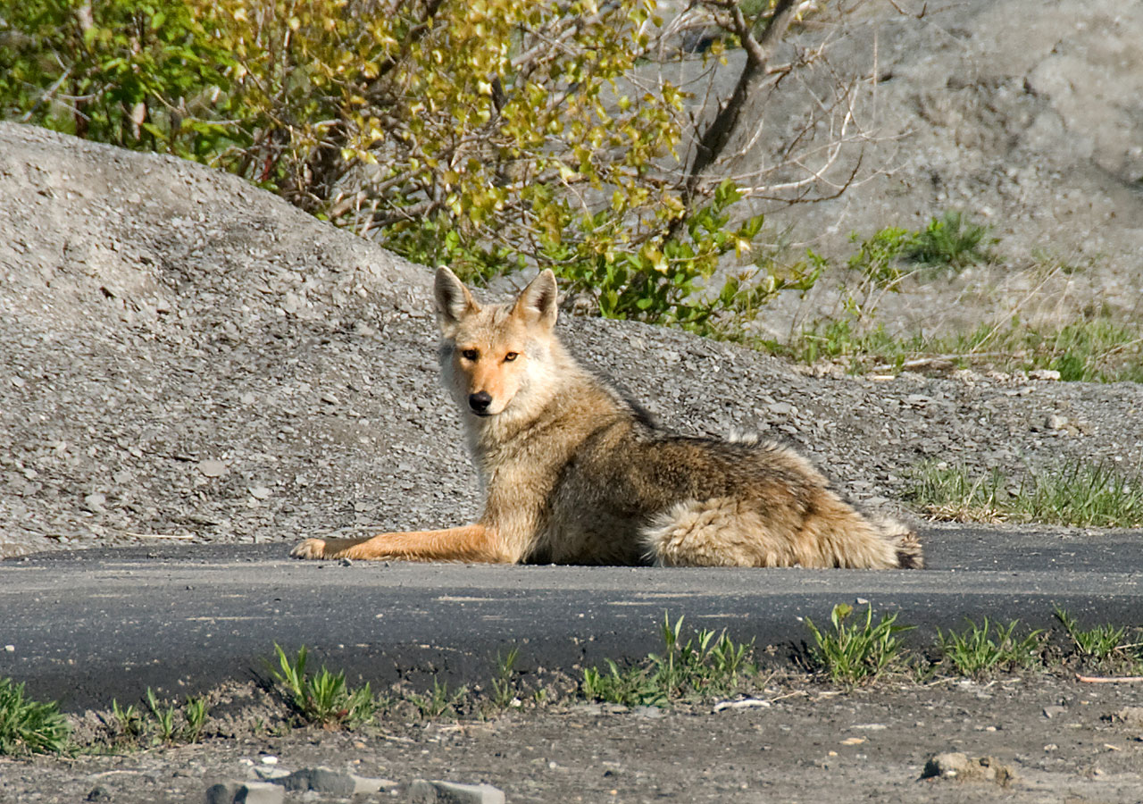 coyote canis latrans animal free photo
