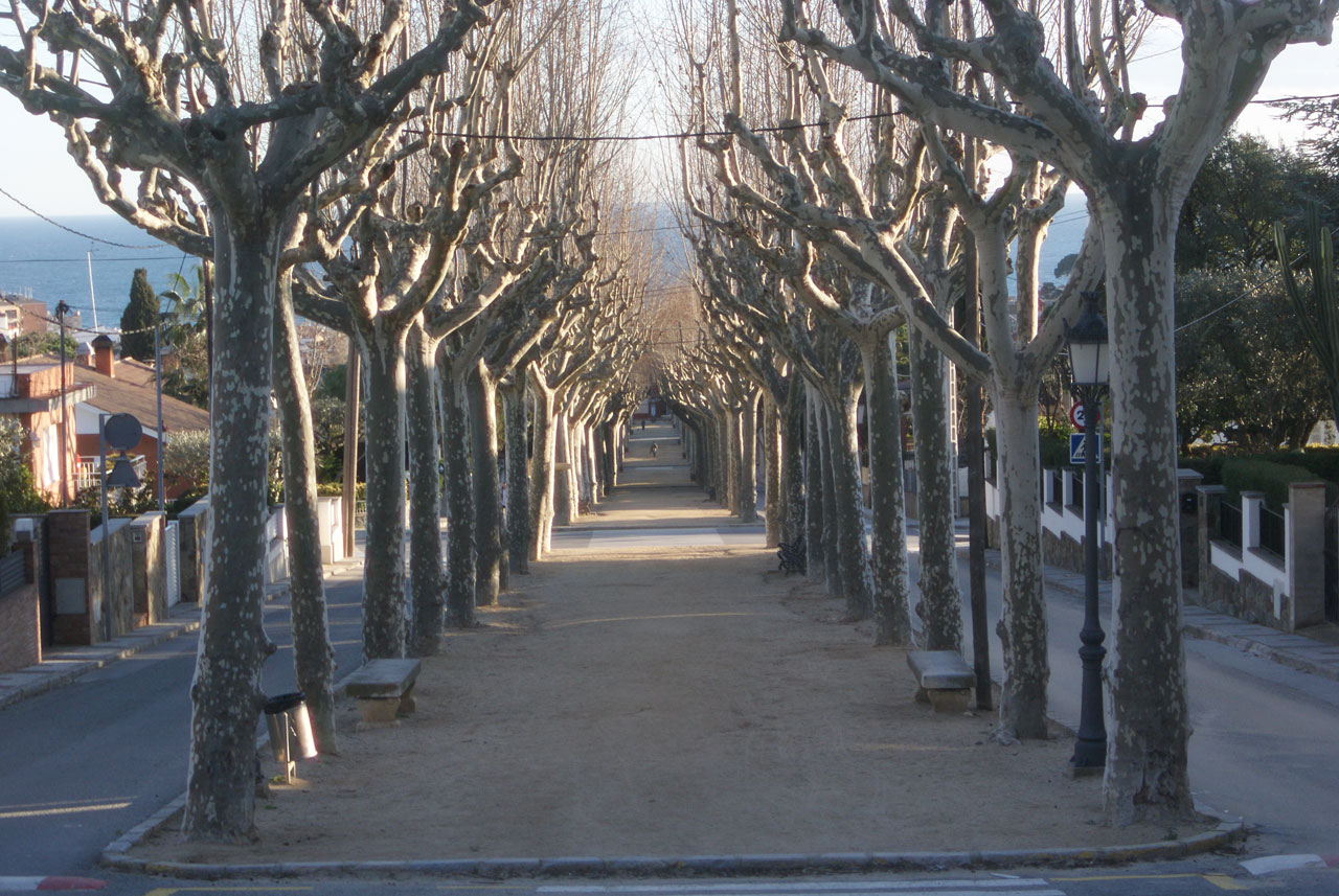 promenade trees ect free photo