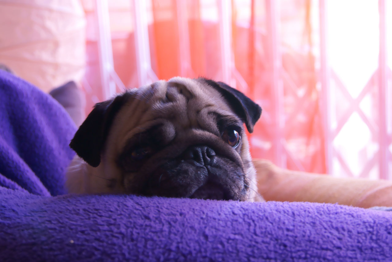 dog animals pugs free photo