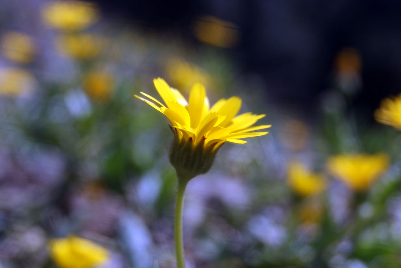 flower yellow flower free photo